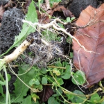 201802 fungus2.jpg